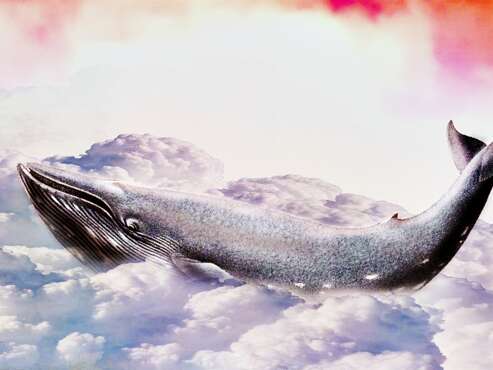 Des baleines dans le Léman et autres manifestations poétiques