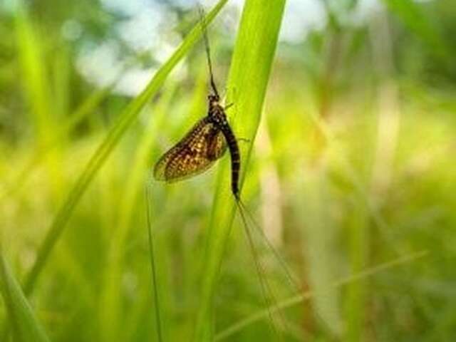 COMPLET : Une vie d'éphémère ! (7-13 ans) - Maison du Marais de Lavours