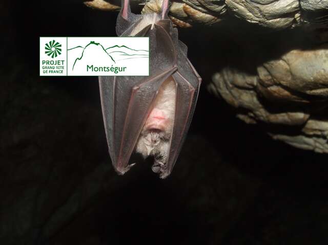 La nuit des chauves-souris