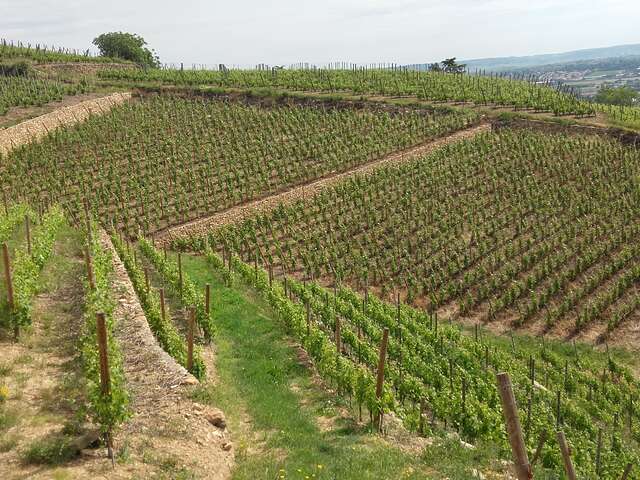 Vignobles Roland Grangier