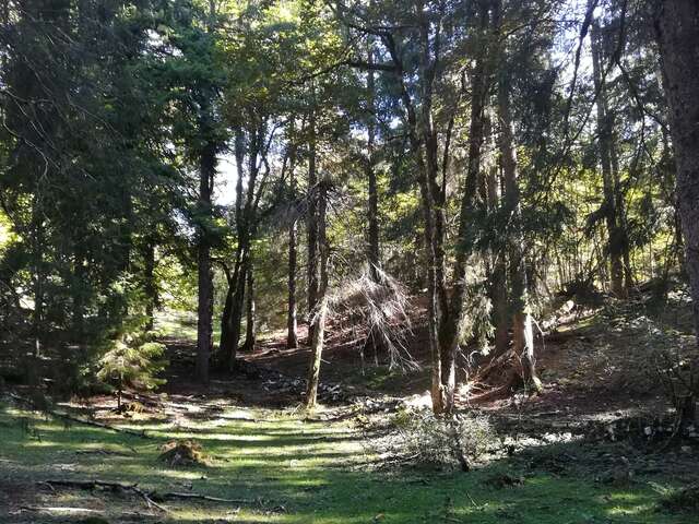 Activity "Forest Bath" with les Demoiselles du Plateau