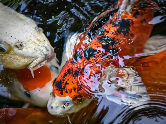 Lecture et Atelier créatif : Découverte du Japon