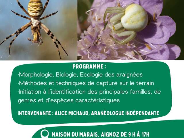 Stage d'initiation à l'étude des araignées - Maison du Marais