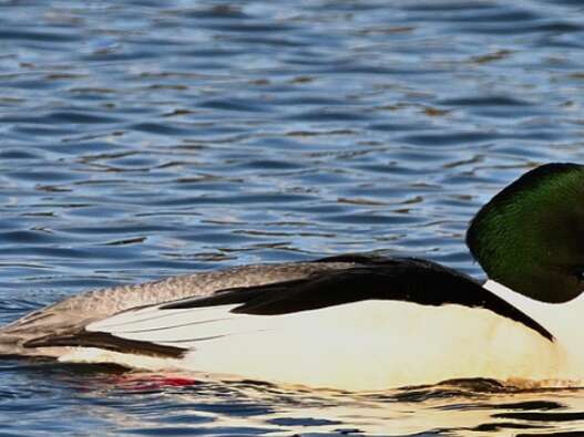 Activité enfant 4-7 ans / 8-13 ans : La  harle bièvre, un plongeur hors-pair ! au Marais de Lavours