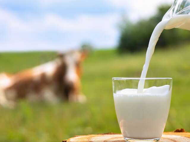 Traite des vaches à la ferme des Trois Petits Cœurs