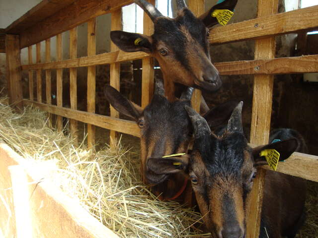 Les Chèvres de Chazalon