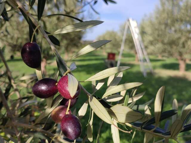 Huile d'olive "Les 3 Souquets"