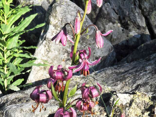 PR032 Sentiers botanique de Salettes