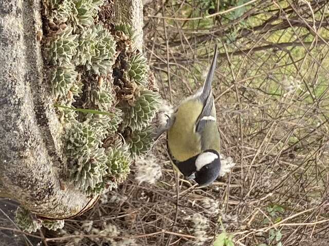 Water and swallows in a Provence village