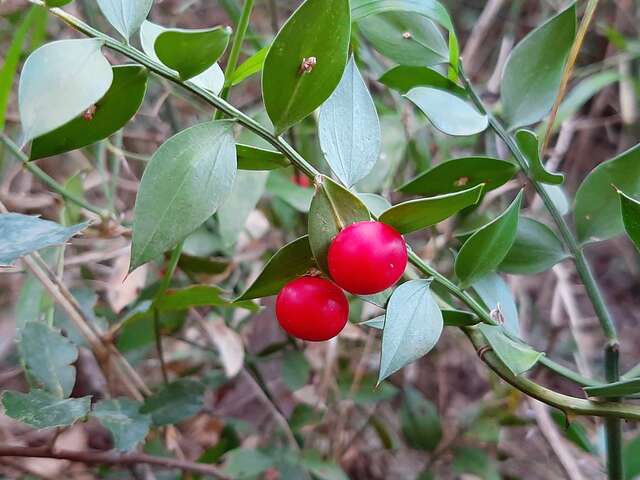 Balade nature "Botanistes en herbe"