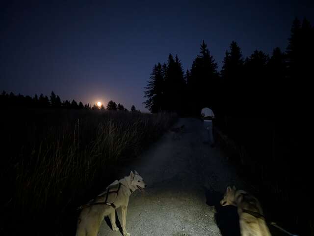 Cani-rando 'découverte' en nocturne - Travel Dog