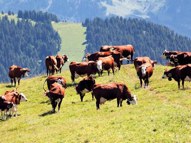 Fête des vieux tracteurs