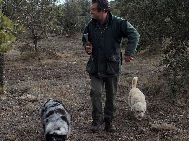 Chasse à la truffe