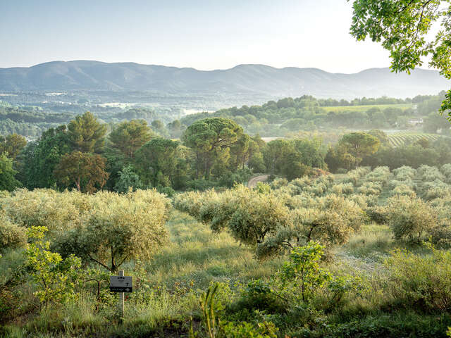 Pique-nique dans l'Oliveraie à La Bastide du Laval