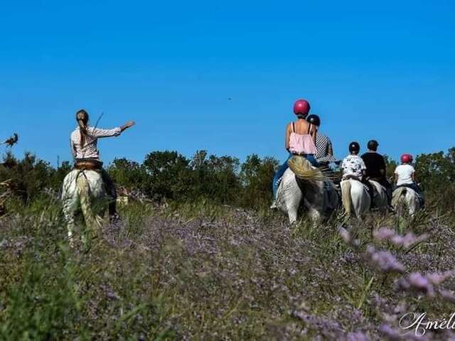 Horseback riding at the Marais du Vigueirat