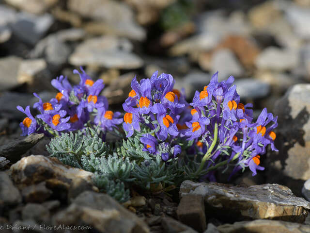 Diaporama "Autour de la flore alpine du massif du Mont Viso"