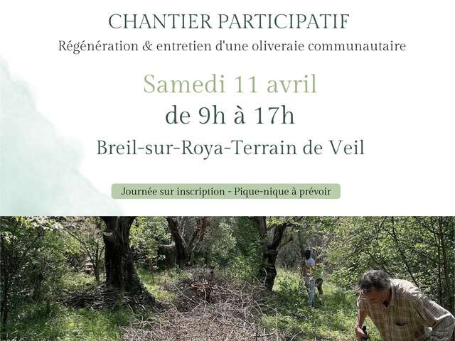 Community project – regeneration of the Veil olive grove