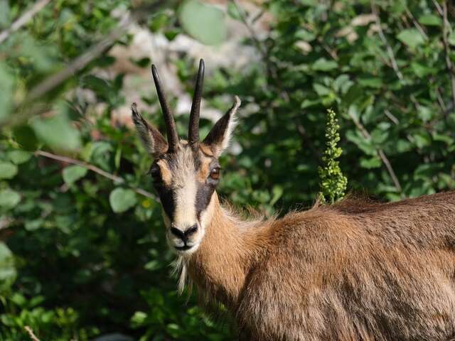 Rando nature en Queyras
