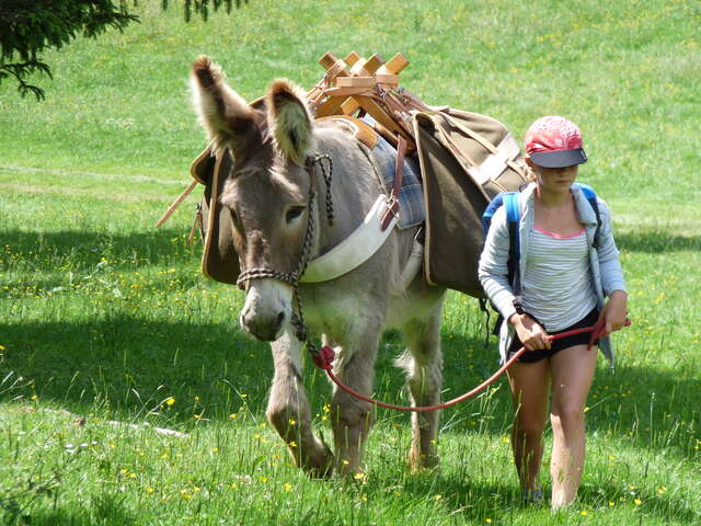 Senderismo en burro