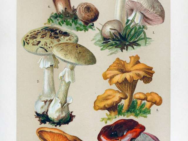 Atelier découverte des champignons