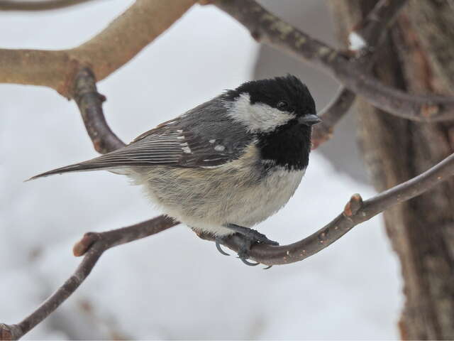 L'arrivée du printemps