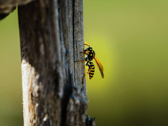 Conférence et échanges autour du frelon asiatique