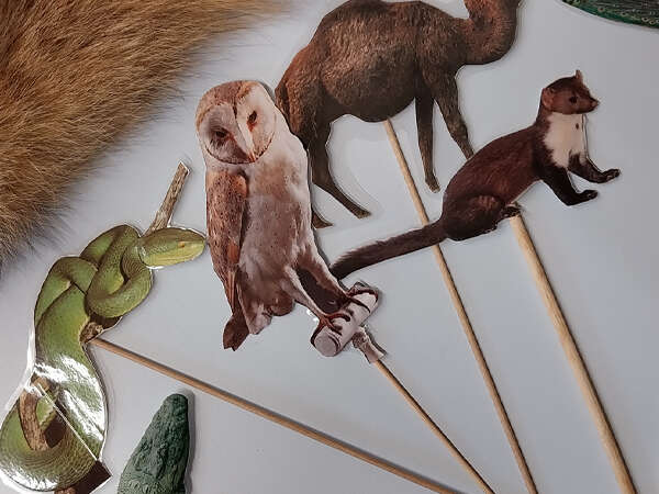 Animation hors les murs "Plumes, poils, écailles, coquilles" à la Bibliothèque des 5 avenues