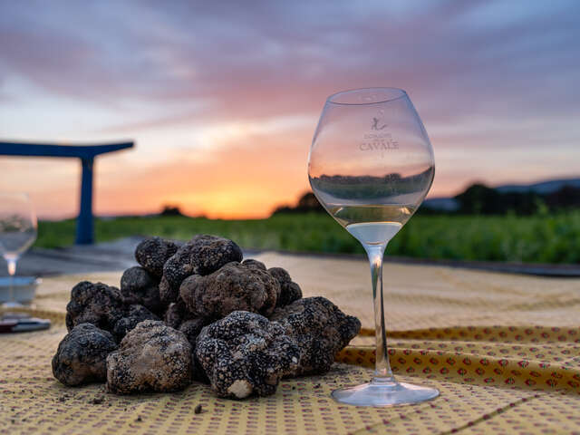 Démonstration de cavage : à la recherche de la truffe d'été aux Truffes de Soulières