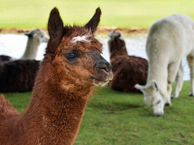 Visite VIP avec manipulation des lamas