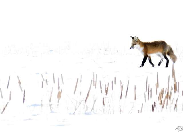 Brico nature : les animaux de l'hiver
