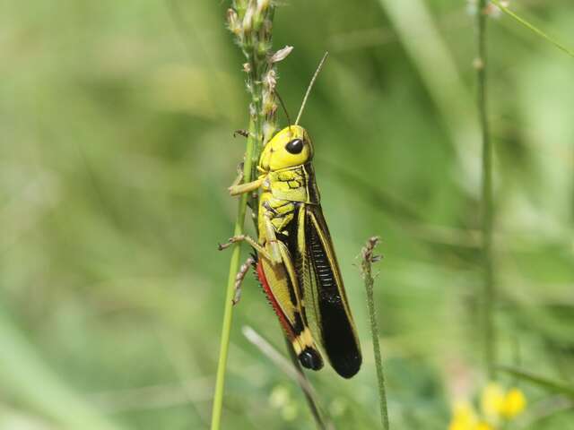 Soirée papillons et orthoptères