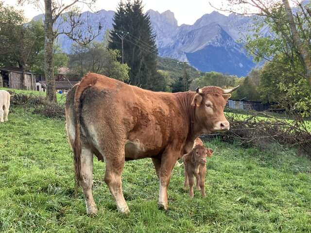 GAEC Charolais Dallas