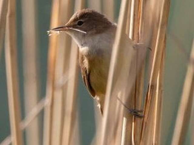 Initiation à l'ornithologie