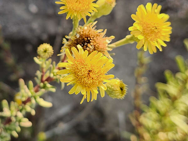 Sortie nature : flore des calanques de Cassis