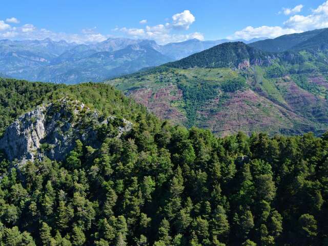 Racontez-moi la forêt