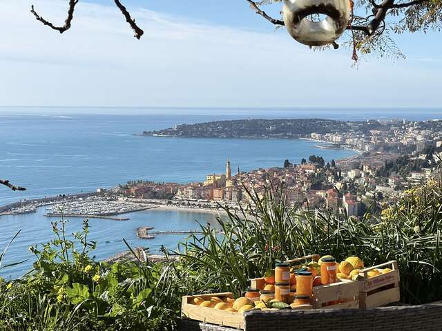 Excursion au domaine d’agrumes et patrimoine de l’eau