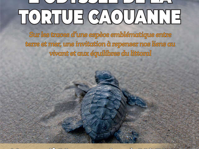 Diaporama interactif : l'Odyssée de la tortue caouanne
