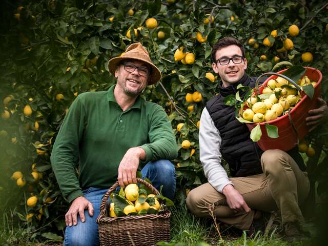 Escapade au coeur du Citron de Menton IGP