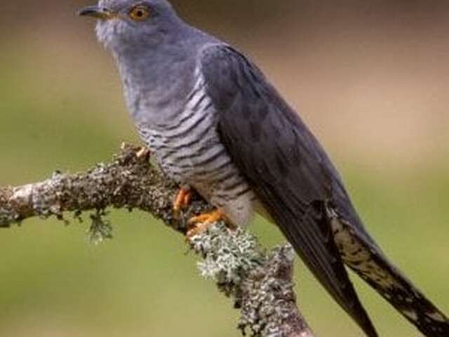 Atelier : Coucou où es-tu ? (6-12 ans) - Maison du Marais de Lavours