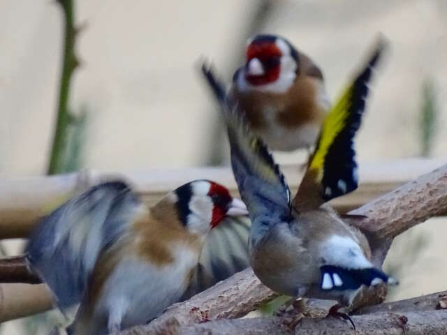 Atelier créatif autour des oiseaux (Oiseaux mobiles)