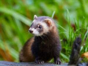 Un bandit dans le marais - Maison du Marais