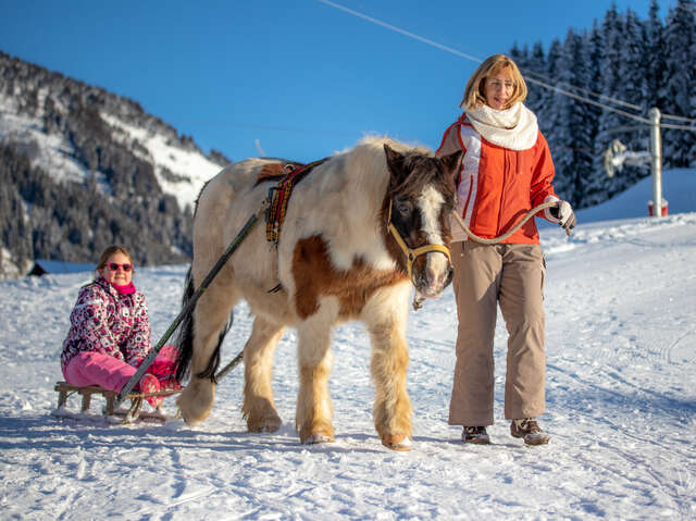 Découverte du poney luge