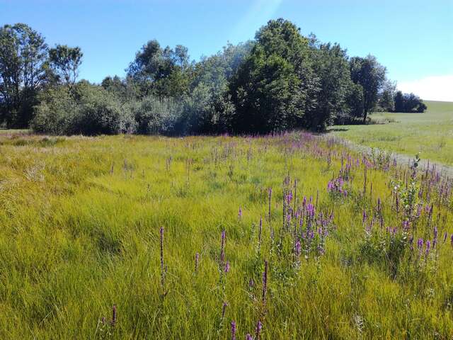 Das Plateau des Bornes