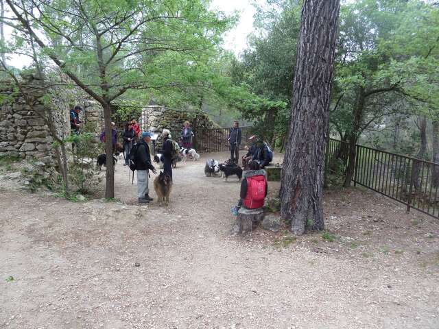 Randonnée avec son chien - Journée