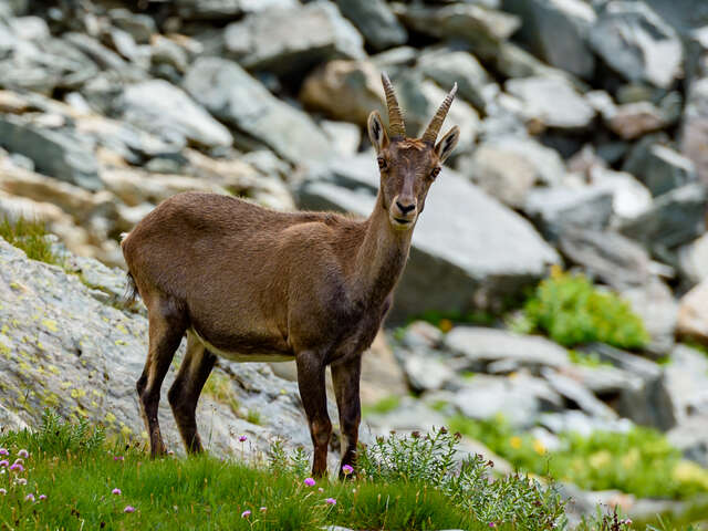 Conférence - Le Bouquetin dans les Alpes