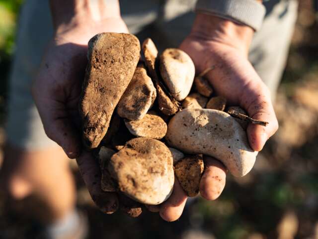 Visite du vignoble et de la cave - Domaine Gramiller