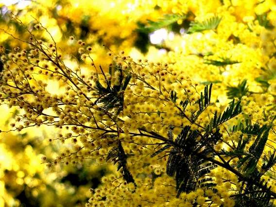 Wanderung: Wenn die Mimosen im Vallon de la Gaillarde blühen