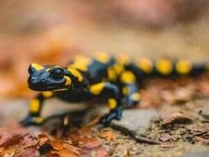 Le petit dragon de la fôret (4-7 ans)