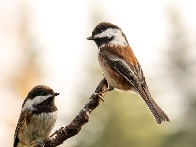 Point Rencontre : Les oiseaux de Pardigon