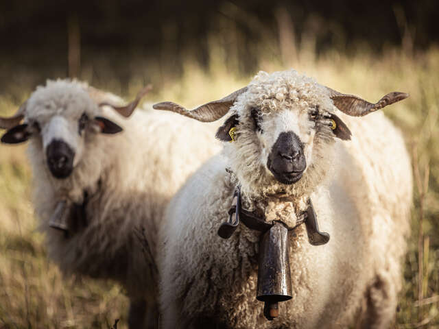 Foire Cantonale aux Moutons et aux Chèvres